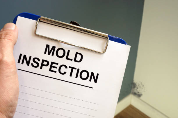 Why You Should Choose Our Mold Remediation Services in Hitchcock, TX